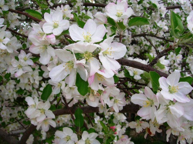 apple blossoms from our tree