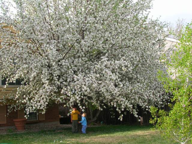 boys playing under the apple tree in full bloom