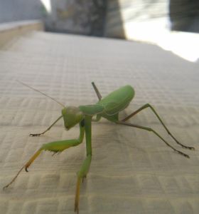 close up of praying mantis climbing the house wall